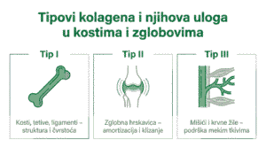 Najbolji kolagen za kosti i zglobove: stručni vodič za pravi izbor Infografika o tipovima kolagena i njihovoj ulozi u kostima i zglobovima.